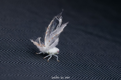 Ricaniidae