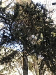 Cupressaceae