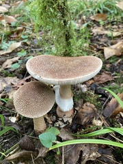 Amanita rubescens