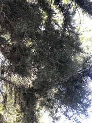 Cupressaceae