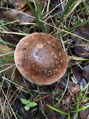 Amanita rubescens