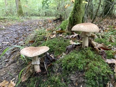 Amanita rubescens