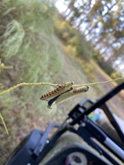 Uresiphita reversalis