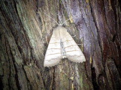 Eupsilia quadrilinea