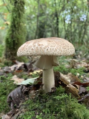 Amanita rubescens