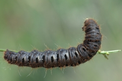 Lemonia dumi
