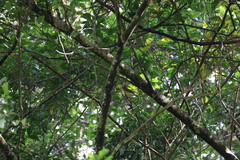 Ficedula zanthopygia