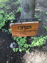 Cupressaceae