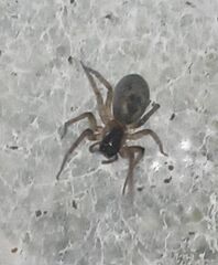 Amaurobius fenestralis