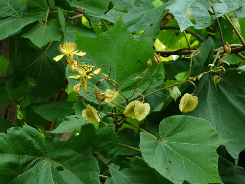 Erinocarpus nimmonii J.Graham