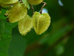 Erinocarpus nimmonii