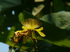 Erinocarpus nimmonii