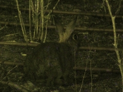 Oryctolagus cuniculus cuniculus