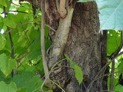 Erinocarpus nimmonii