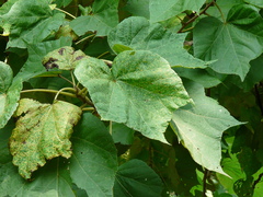 Erinocarpus nimmonii