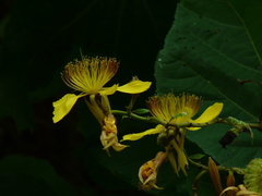 Erinocarpus nimmonii