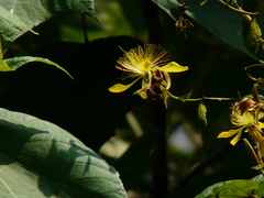 Erinocarpus nimmonii