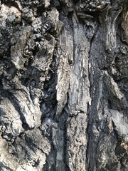 Ulmus minor