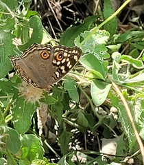 Junonia lemonias