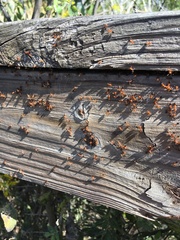 Crematogaster laeviuscula