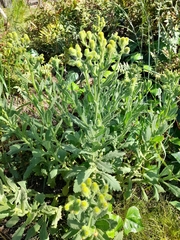 Senecio selloi