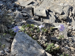 Ipomoea lindheimeri