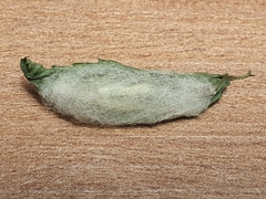 Chrysodeixis chalcites