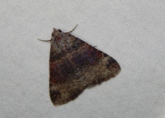 Eublemma nigrivitta