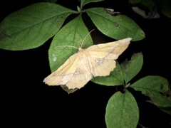 Garaeus specularis