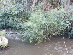 Salix alba