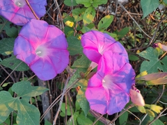 Ipomoea orizabensis
