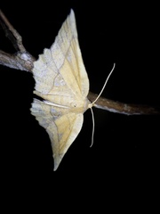 Garaeus specularis