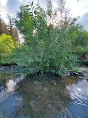 Salix alba