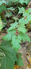Geraniaceae