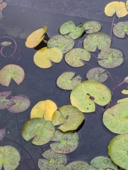 Nymphaea mexicana