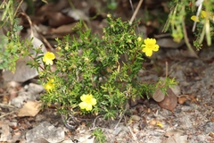 Hibbertia hypericoides