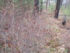 Rhododendron dauricum