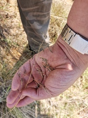 Eragrostis lehmanniana
