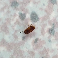 Coleoptera