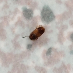 Coleoptera