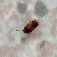 Coleoptera