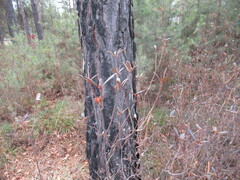 Rhododendron dauricum