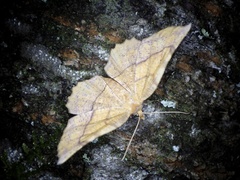 Garaeus specularis