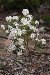 Pimelea