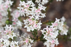 Pimelea