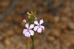 Isotoma hypocrateriformis