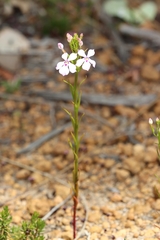 Isotoma hypocrateriformis