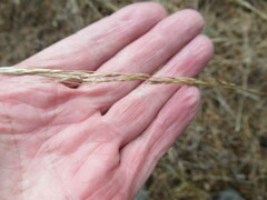 Achnatherum sibiricum