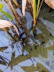 Tetragnatha laboriosa