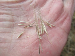 Achnatherum sibiricum